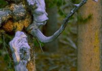 Untitled (12) Untitled (12)