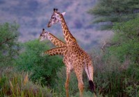 Untitled (12) Untitled (12)