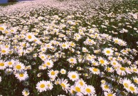 Untitled (281) Untitled (281)