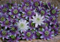 Untitled (36) Untitled (36)