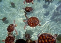 Untitled (40) Untitled (40)