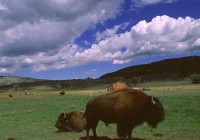 Untitled (423) Untitled (423)