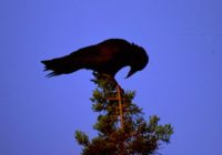 Untitled (68) Untitled (68)