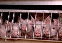 Untitled (7) copy Untitled (7) copy